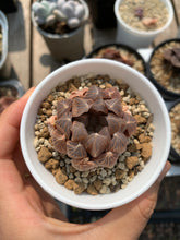 Load image into Gallery viewer, Haworthia cooperi var. truncata “black tone" - April Farm/Rare Succulents
