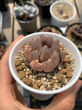 Load image into Gallery viewer, Haworthia cooperi var. truncata “black tone" - April Farm/Rare Succulents