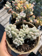Load image into Gallery viewer, Graptopetalum Variegated G. Mendozae cutting - April Farm/Rare Succulents