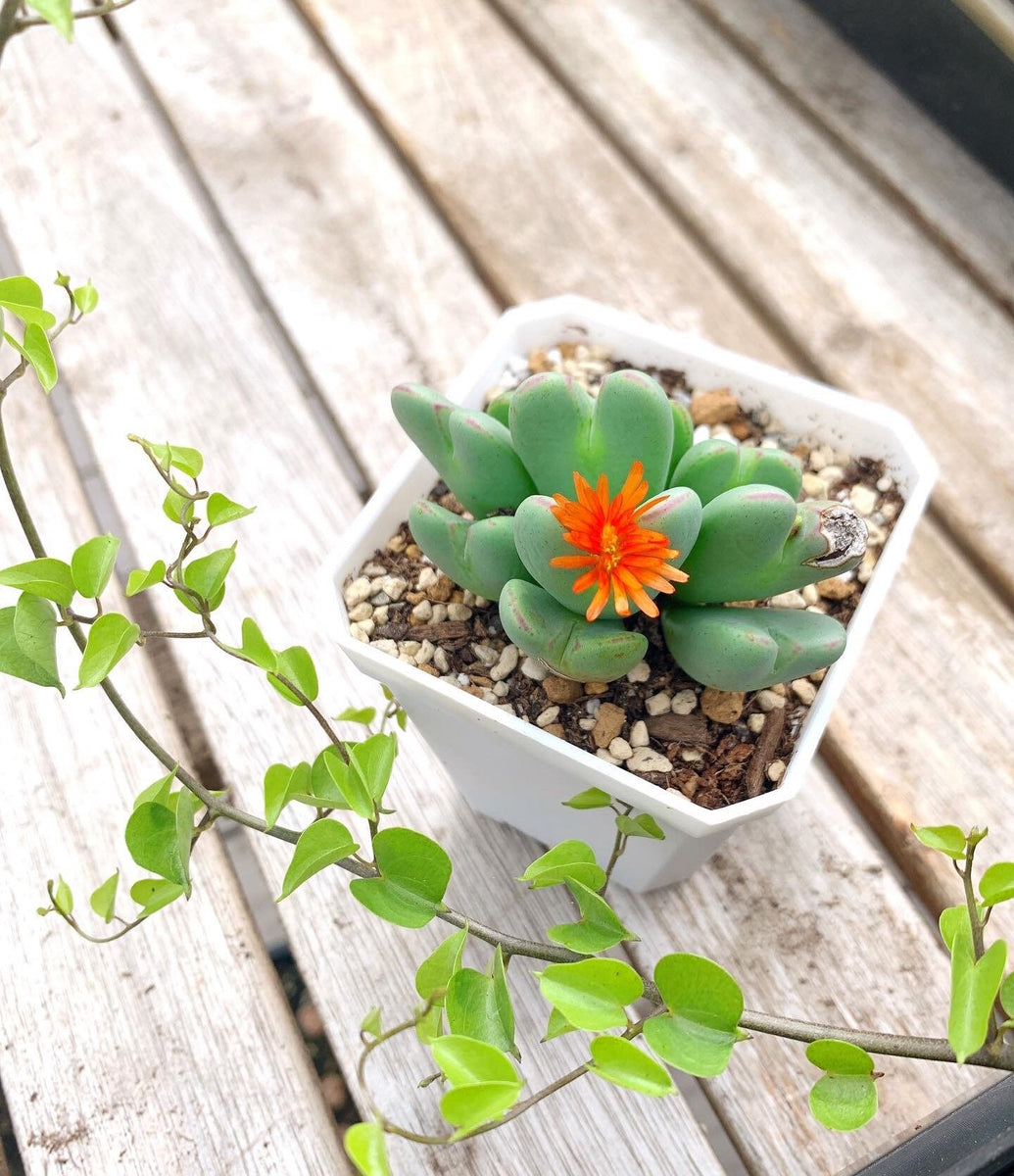 Conophytum Bilobum(splitting) - April Farm/Rare Succulents