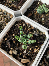 Load image into Gallery viewer, Ornithogalum concodianum/Albuca concordiana Baker - April Farm/Rare Succulents