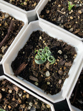 Load image into Gallery viewer, Ornithogalum concodianum/Albuca concordiana Baker - April Farm/Rare Succulents
