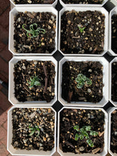 Load image into Gallery viewer, Ornithogalum concodianum/Albuca concordiana Baker - April Farm/Rare Succulents