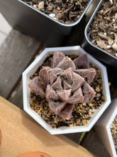 Load image into Gallery viewer, Haworthia cooperi "Sunset" - April Farm/Rare Succulents