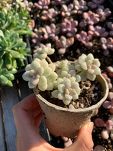 Load image into Gallery viewer, Graptopetalum Variegated G. Mendozae cutting - April Farm/Rare Succulents