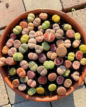 Load image into Gallery viewer, Lithops sp - April Farm/Rare Succulents