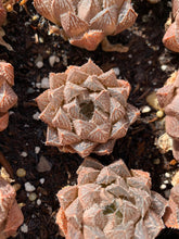 Load image into Gallery viewer, Haworthia hybrid Mirrorball - April Farm/Rare Succulents
