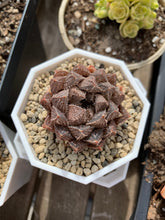 Load image into Gallery viewer, Haworthia hybrid Mirrorball - April Farm/Rare Succulents