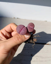 Load image into Gallery viewer, Lithops sp - April Farm/Rare Succulents