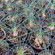 Load image into Gallery viewer, Massonia Alvka bulb (Albuca polyphylla) - April Farm/Rare Succulents