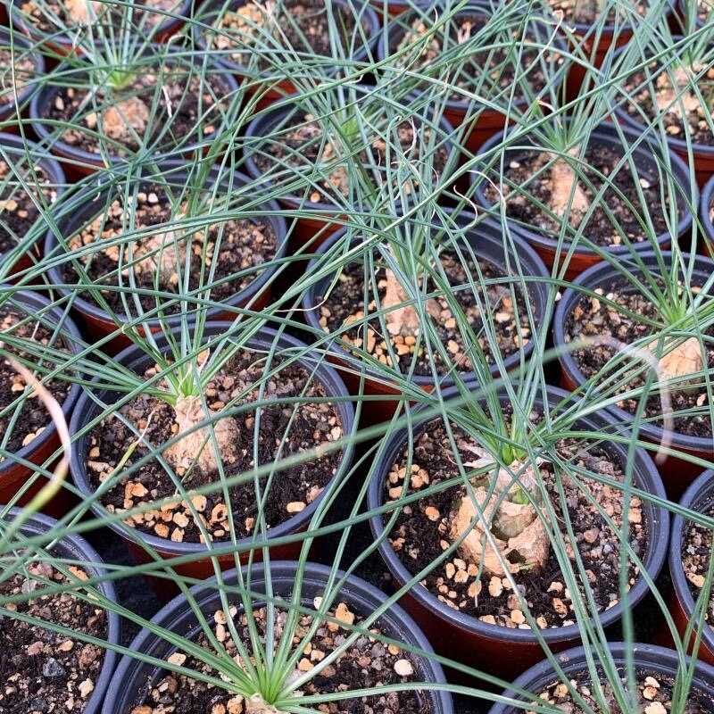 succulents with bulbs Massonia Alvka bulb (Albuca polyphylla)