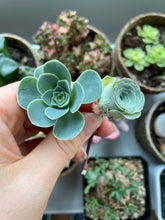Load image into Gallery viewer, Greenovia mix cutting - April Farm/Rare Succulents