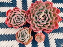 Load image into Gallery viewer, Echeveria Elegans Japanese Ice berry medium single head - April Farm/Rare Succulents