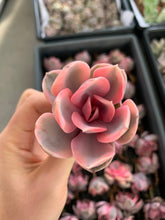 Load image into Gallery viewer, Echeveria Rainbow - April Farm/Rare Succulents