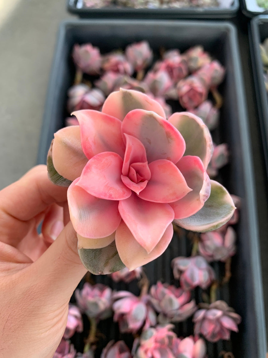 rainbow succulent plants for sale Echeveria Rainbow