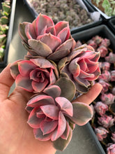 Load image into Gallery viewer, Echeveria Rainbow - April Farm/Rare Succulents