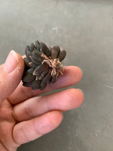 Load image into Gallery viewer, Sedum Sinocrassula Yunnanensis - April Farm/Rare Succulents