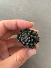Load image into Gallery viewer, Sedum Sinocrassula Yunnanensis - April Farm/Rare Succulents