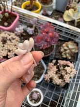 Load image into Gallery viewer, Graptopetalum Mendozae cutting - April Farm/Rare Succulents