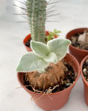 Load image into Gallery viewer, Sinningia leucotricha (Hoehne) H.E.Moore bulb - April Farm/Rare Succulents