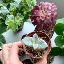 Load image into Gallery viewer, Sinningia leucotricha (Hoehne) H.E.Moore bulb - April Farm/Rare Succulents