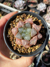 Load image into Gallery viewer, Haworthia Obtuse cv. 'Blue Mirror' (stressed in dark color) - April Farm/Rare Succulents