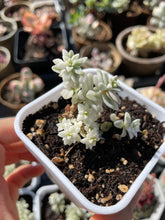Load image into Gallery viewer, Graptopetalum Variegated G. Mirinae cutting - April Farm/Rare Succulents