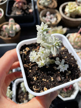 Load image into Gallery viewer, Graptopetalum Variegated G. Mirinae cutting - April Farm/Rare Succulents