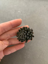 Load image into Gallery viewer, Sedum Sinocrassula Yunnanensis - April Farm/Rare Succulents