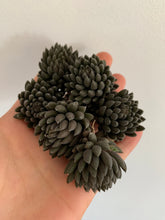 Load image into Gallery viewer, Sedum Sinocrassula Yunnanensis - April Farm/Rare Succulents
