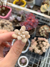 Load image into Gallery viewer, Graptopetalum Mendozae cutting - April Farm/Rare Succulents
