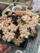 Load image into Gallery viewer, Graptopetalum Mendozae cutting - April Farm/Rare Succulents