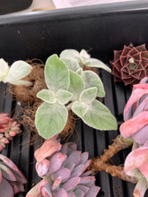 Load image into Gallery viewer, Sinningia leucotricha (Hoehne) H.E.Moore bulb - April Farm/Rare Succulents