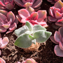 Load image into Gallery viewer, Sinningia leucotricha (Hoehne) H.E.Moore bulb - April Farm/Rare Succulents