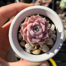 Load image into Gallery viewer, Echeveria elegans Hyaliana (mini succulent) - April Farm/Rare Succulents