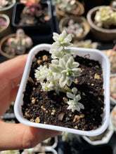 Load image into Gallery viewer, Graptopetalum Variegated G. Mirinae cutting - April Farm/Rare Succulents