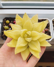 Load image into Gallery viewer, Haworthia cymbiformis ssp. "gold" - April Farm/Rare Succulents
