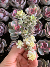 Load image into Gallery viewer, Graptopetalum Variegated G. Mirinae cutting - April Farm/Rare Succulents