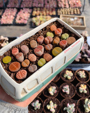 Load image into Gallery viewer, Lithops sp - April Farm/Rare Succulents
