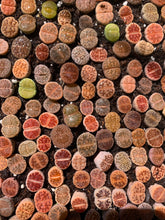 Load image into Gallery viewer, Lithops sp - April Farm/Rare Succulents
