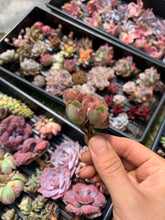 Load image into Gallery viewer, Aeonium Saundersii La Gomera "Adodes" (open up in winter) - April Farm/Rare Succulents