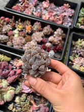Load image into Gallery viewer, Haworthia White Fox - April Farm/Rare Succulents