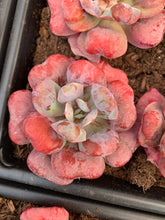 Load image into Gallery viewer, Echeveria Heart Delight - April Farm/Rare Succulents