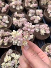 Load image into Gallery viewer, Graptopetalum Variegated G. Mirinae cutting - April Farm/Rare Succulents