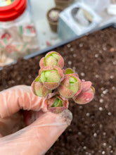 Load image into Gallery viewer, Aeonium Saundersii La Gomera "Adodes" (open up in winter) - April Farm/Rare Succulents