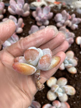Load image into Gallery viewer, Pachyphytum cuicatecanum - April Farm/Rare Succulents