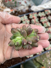 Load image into Gallery viewer, Pachyphytum Compactum - April Farm/Rare Succulents