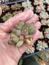 Load image into Gallery viewer, Pachyphytum Compactum - April Farm/Rare Succulents