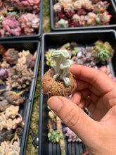 Load image into Gallery viewer, Sinningia leucotricha (Hoehne) H.E.Moore bulb - April Farm/Rare Succulents