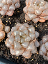 Load image into Gallery viewer, Haworthia obtusa cv. 'sky lantern' (stressed in dark color) - April Farm/Rare Succulents